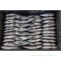 Frozen Fish Horse Mackerel WR For Africa